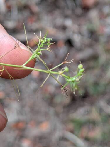 Cyclospermum leptophyllum observed 2025-09-08