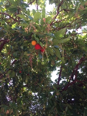 Arbutus unedo