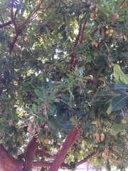 Arbutus unedo