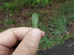 Gamochaeta chionesthes