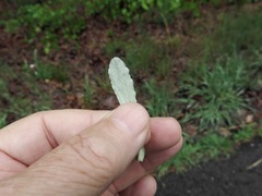 Gamochaeta chionesthes