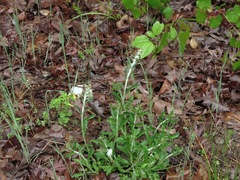 Gamochaeta chionesthes