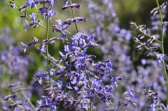Salvia abrotanoides