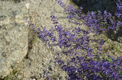 Salvia abrotanoides
