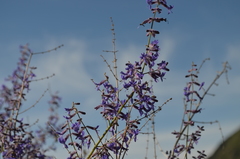 Salvia abrotanoides