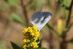 Plebejus anna ricei