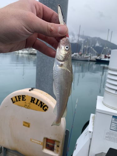 Pacific tomcod (Microgadus proximus) — Gadidae — 3
