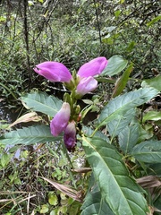 Chelone obliqua
