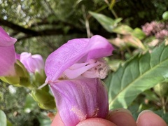 Chelone obliqua, photograph (c) Anne Parker, some rights reserved (CC BY)
