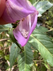Chelone obliqua, photograph (c) Anne Parker, some rights reserved (CC BY)