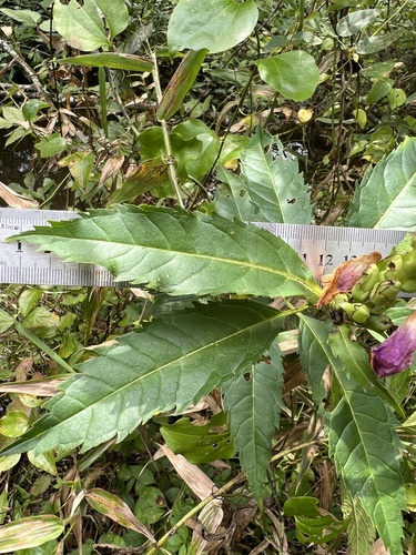 Chelone obliqua, photograph 4