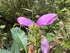 Chelone obliqua, photograph (c) Anne Parker, some rights reserved (CC BY)