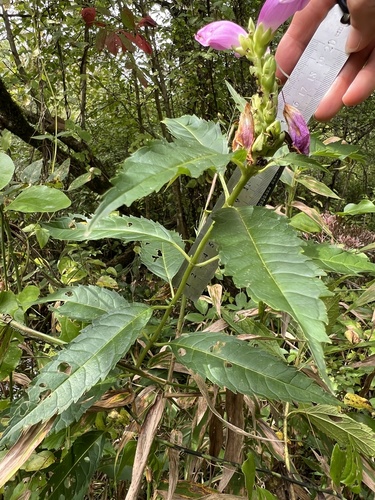 Chelone obliqua, photograph 6