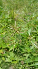 Cyperus