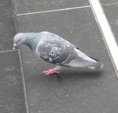 Columba livia domestica