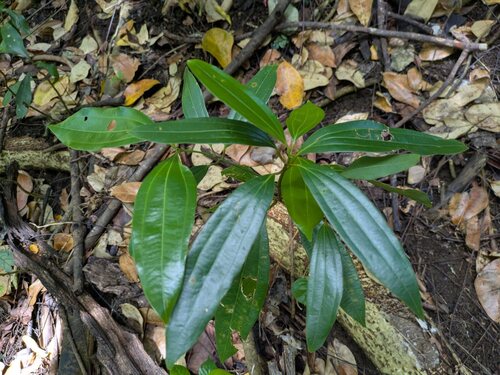 Cinnamomum verum