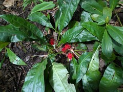 Palisota bracteosa, photograph (c) Kevin Faccenda, some rights reserved (CC BY)