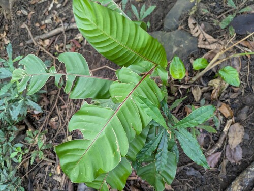 Heliconia stricta observed 2025-09-12