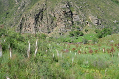 Eremurus tianschanicus