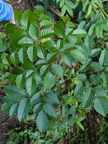 Leea indica observed 2025-09-12