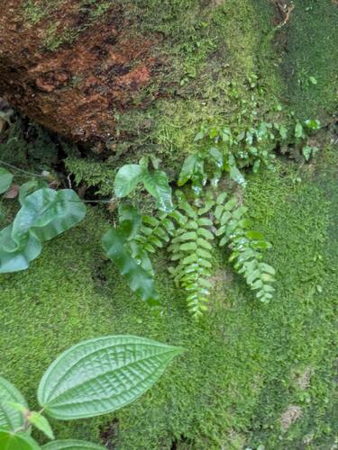 Macrae's spleenwort (Asplenium macraei)