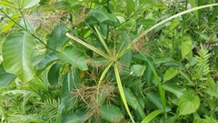 Cyperus