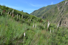 Eremurus tianschanicus