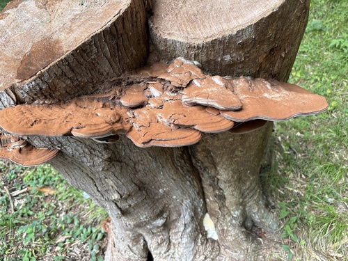 Ganoderma applanatum