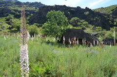 Eremurus tianschanicus
