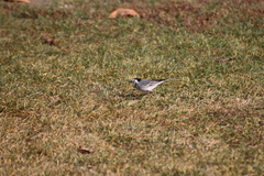 Motacilla alba