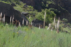 Eremurus tianschanicus