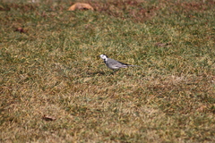 Motacilla alba