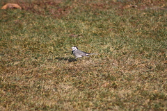 Motacilla alba