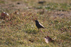 Phoenicurus ochruros