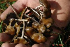 Psilocybe aztecorum