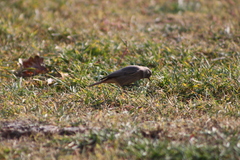 Phoenicurus ochruros