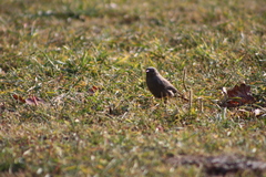 Phoenicurus ochruros