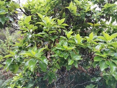 Ocotea obtusata