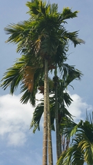 Arecaceae