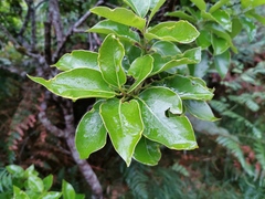 Ocotea obtusata