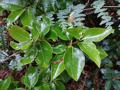 Ocotea obtusata
