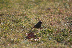 Phoenicurus ochruros