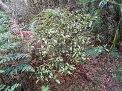 Ocotea obtusata