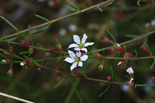 Wand Loosestrife (Lythrum lineare)