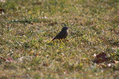 Phoenicurus ochruros