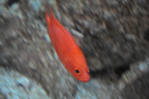 Spinycheek Soldierfish