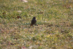 Phoenicurus ochruros