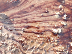 Zygogonium ericetorum