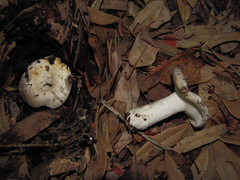 Russula dissimulans