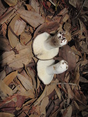 Russula dissimulans